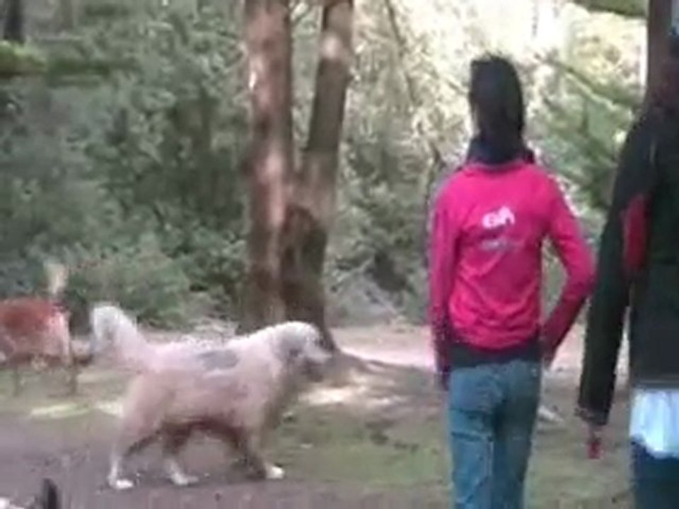 Balade Ton Chien 30 avril 2010