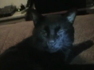 Talking Cat (Wake Up Kitty 2)