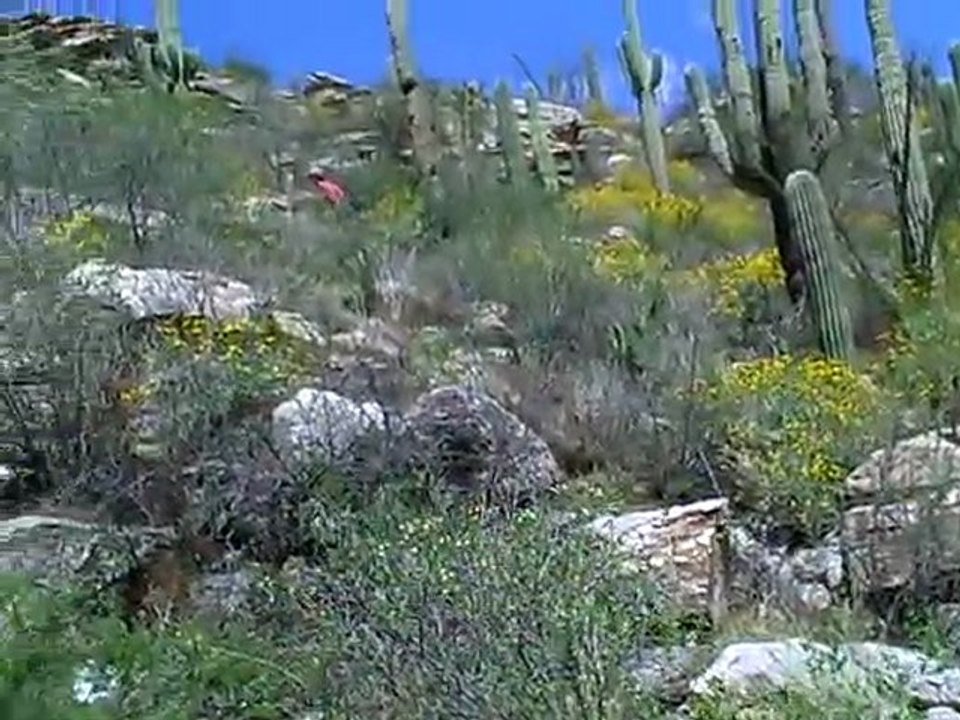 Tucson Hike Rincon/Catalina2