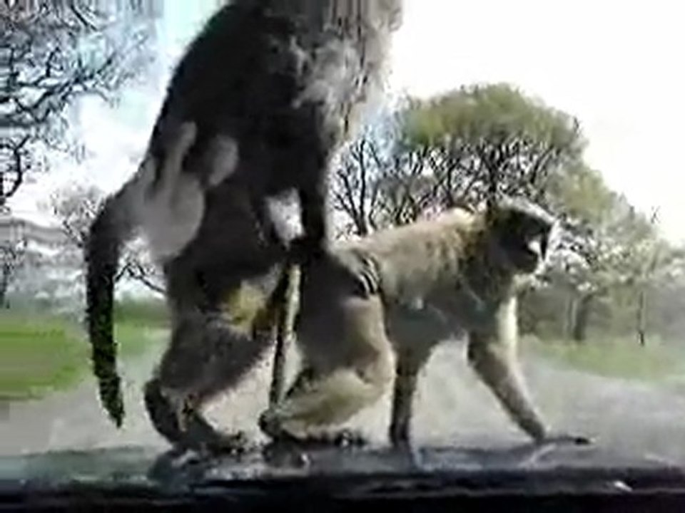 Monkeys Love in Love Macacos se amando obmolocvideos