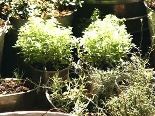 Container Garden: How To Plant Blackberries