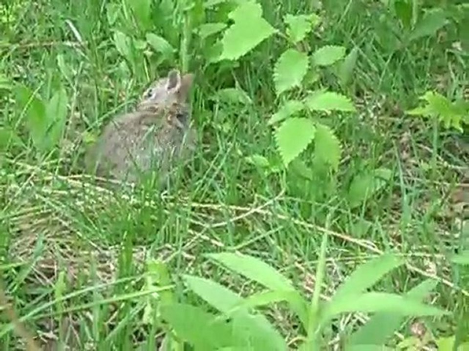 baby rabbit one