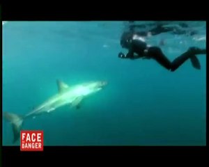 Hypnose requins (1)