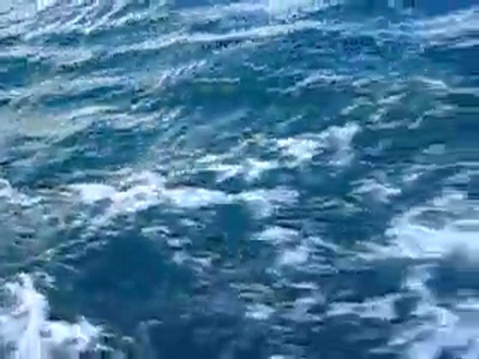 Hello Fungi! Dingle with Sandrine 1st May 2010