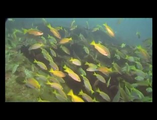 Enerdale wreck Mahe Seychelles