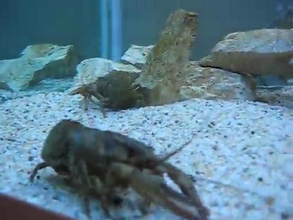 Gölde avladığım turna ve ıstakozlar