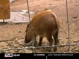 4 potamochères arrivent au Safari de Peaugres (Rhône-Alpes)