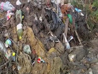 Evergreen - Trees and Goat