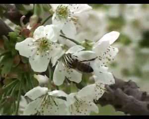 kagizman'a genel bakıs