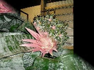 floralies transit.musmpeg