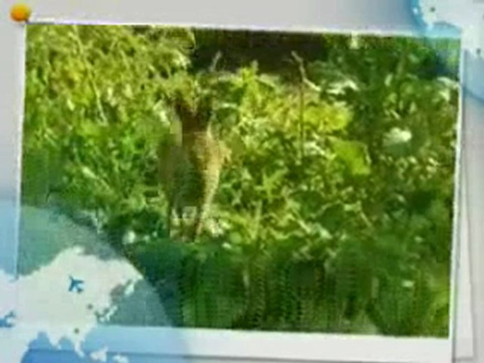 Le chat et le faon