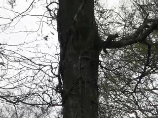 Là le long du tronc - Grimpe avec agilité - Un écureuil roux