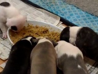 premiere gamelle des bb