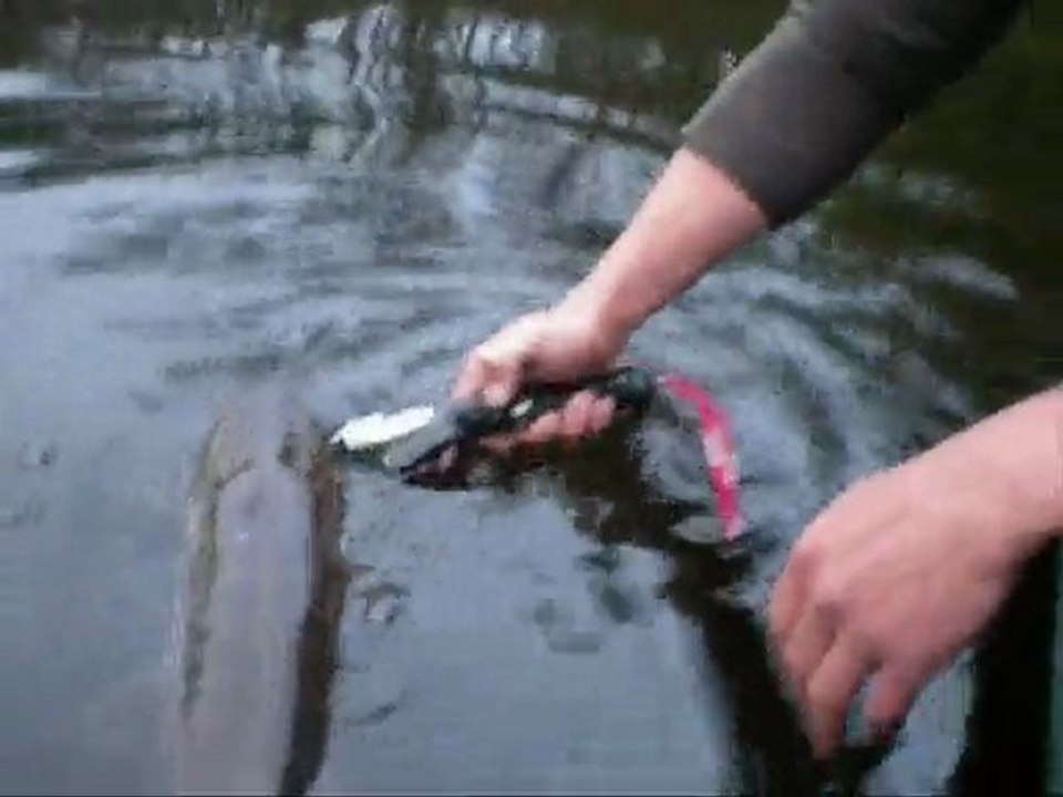 Pêche aux Brochet,Catch and Release 90+,ouverture 2010