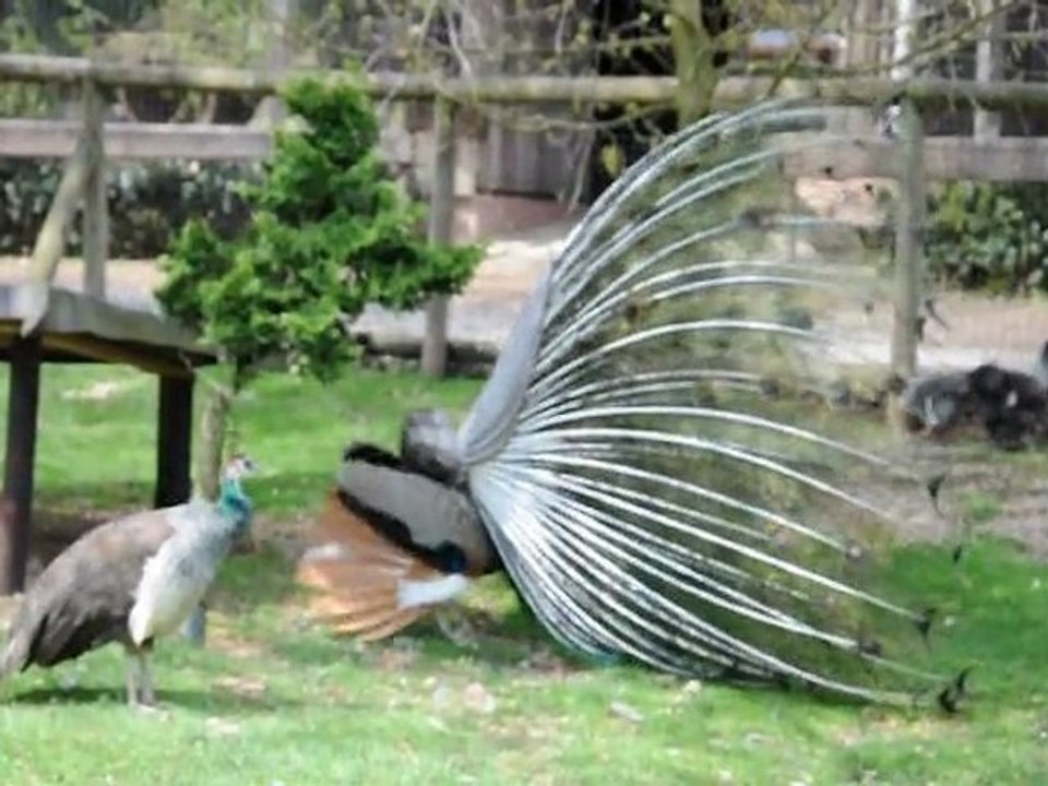 Pfau im Wildgehege Hellenthal