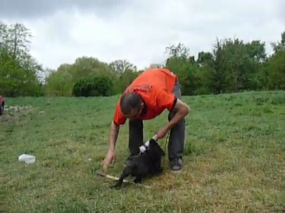 Furio des Fonds De Gueule - Berger Hollandais au débourrage