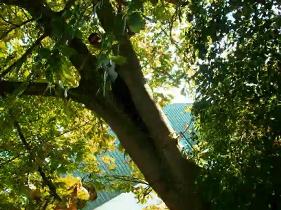 rforce clip 1