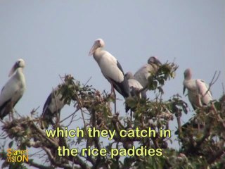 The Stork Colonies of Pathum Thani, Thailand