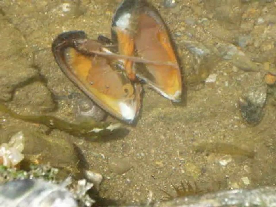 pêche à la moule 2010