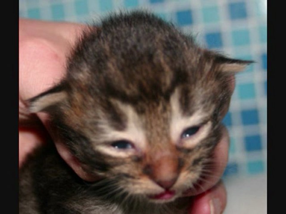 Chatterie des Zébulons : chatons norvégiens 0 à 21 jours