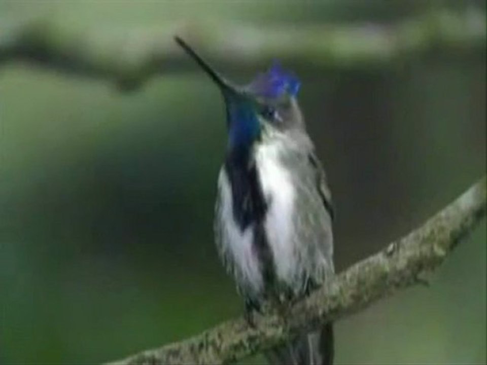 COLIBRI - EL COLIBRI COLA DE ESPATULA - DOCUMENTAL