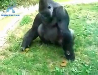 Gorilla Eating His Own Poop!