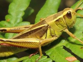 Right Wing Reaction To AZ Immigration Law