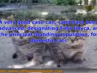 A Short History Of Cats