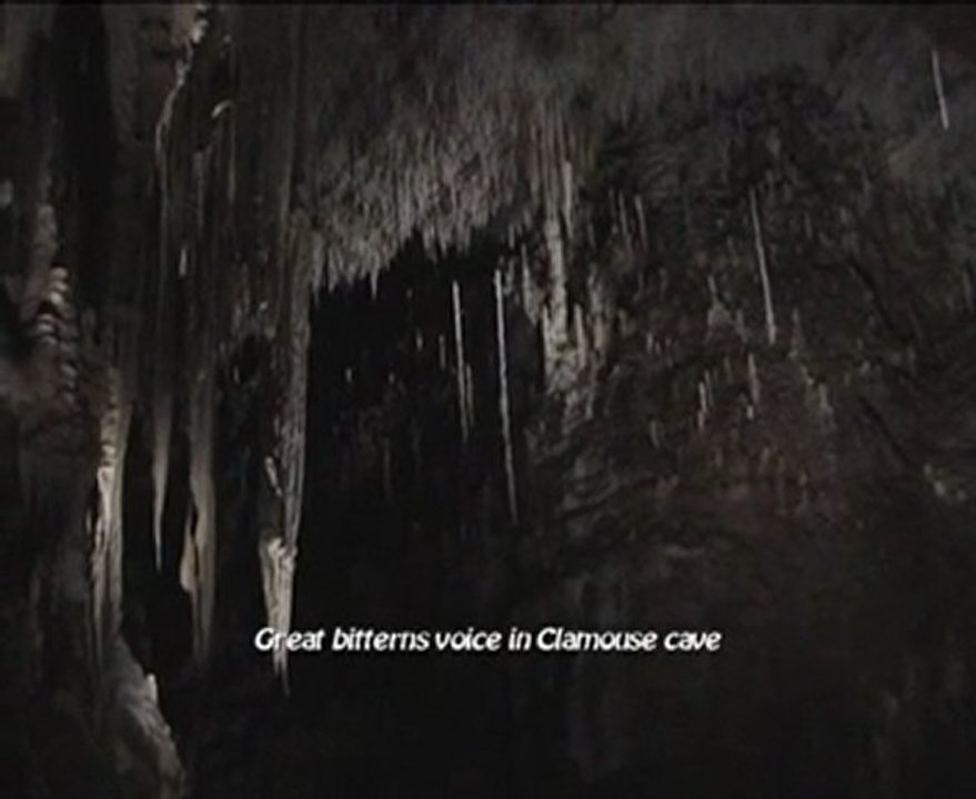 Great bitterns voice with Clamouse cave