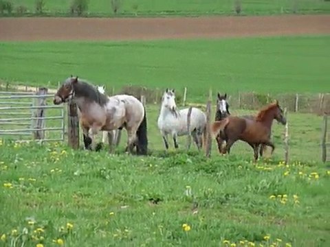 Venecio du Carel - PRE OC - 11 mois