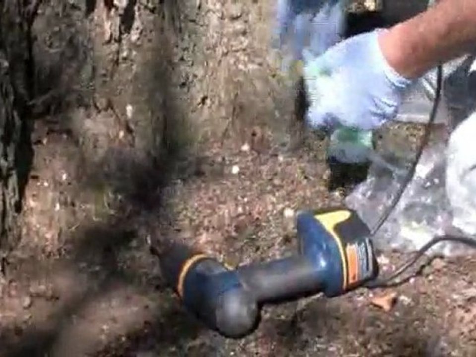 Long Island Tree Service