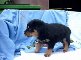 Rottweiler pups beschikbaar 07-05-2010