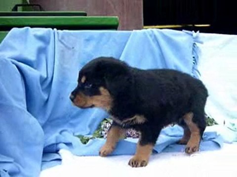 Rottweiler pups beschikbaar 07-05-2010