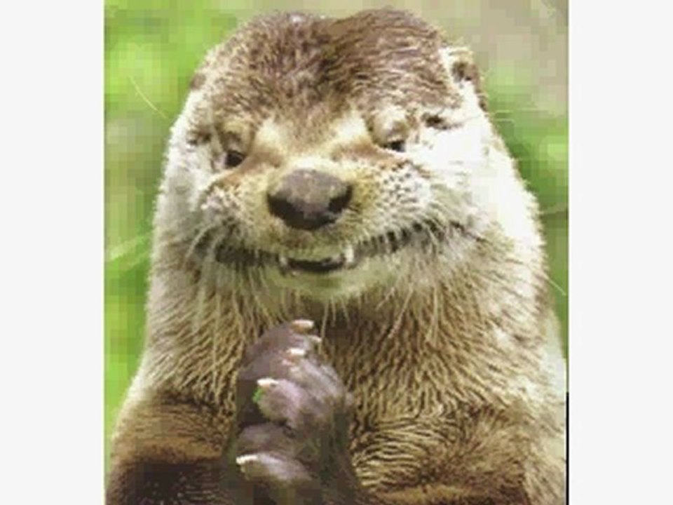 otter
