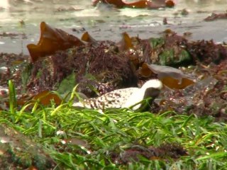Sitka's Black-bellied Plovers
