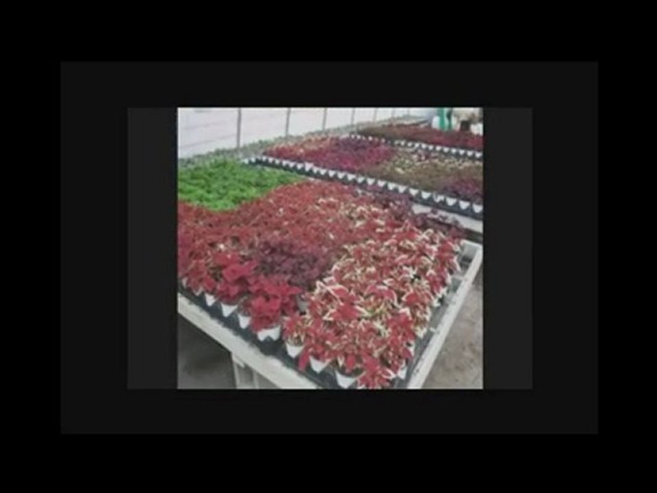 NY,GARDEN CENTERS BUFFALO NEW YORK NY,,GARDEN, CENTERS, ...