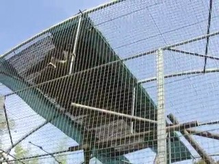 22 avril 2010 singes