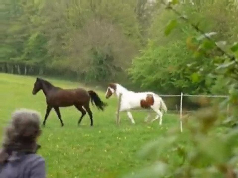 lâché au champs 2010