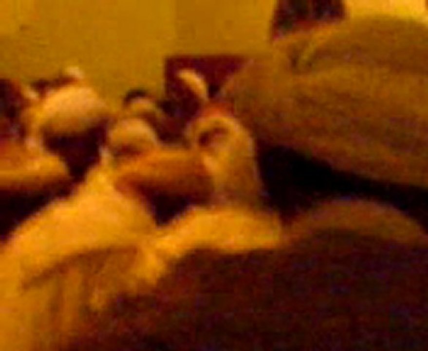 Zaouia sidi abdelqader ould sidi ahmed 2