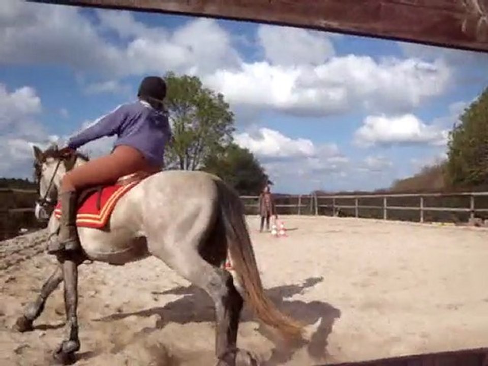ceniza trot+galop