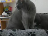 chatons CHARTREUX A 9 SEMAINES