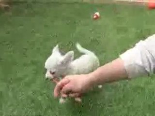 Cachorro chihuahua Criadero.Mini Toy