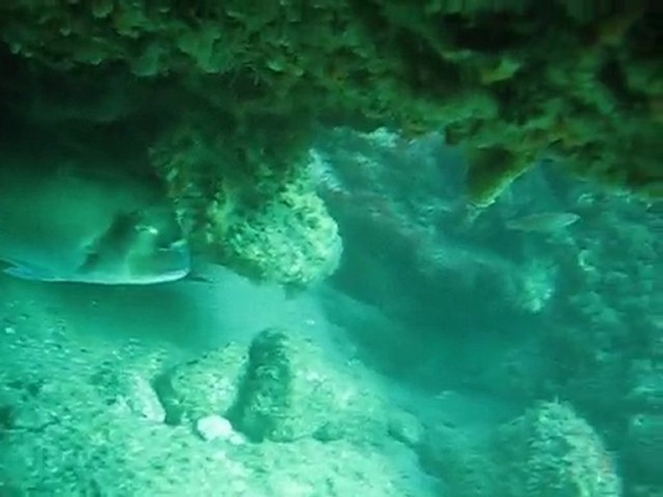 Chasse sous marine royales