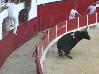Course camarguaise: Super Royale Manade Cuille (Palavas)
