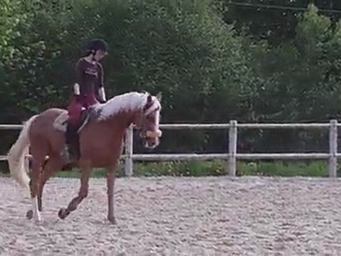 THE GOLD FOX étalon PS 4 ans