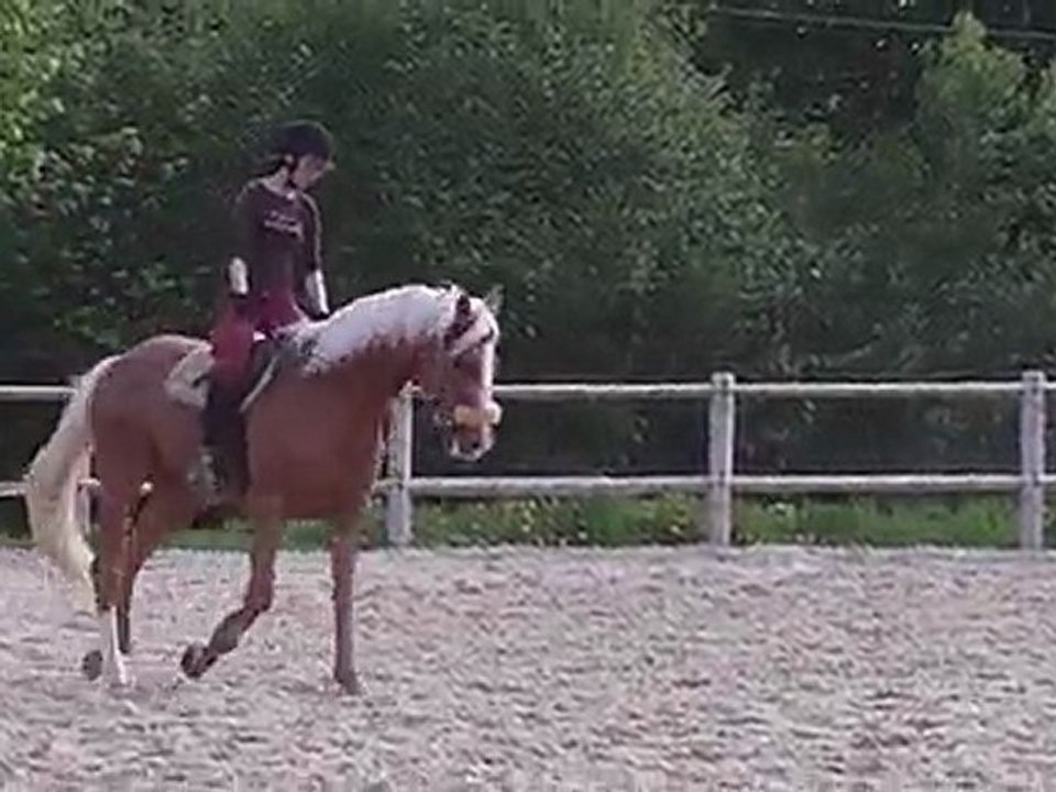 THE GOLD FOX étalon PS 4 ans