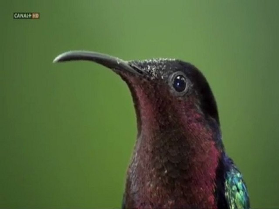 COLIBRI - EL COLOBRI Y LAS FLORES - DOCUMENTAL