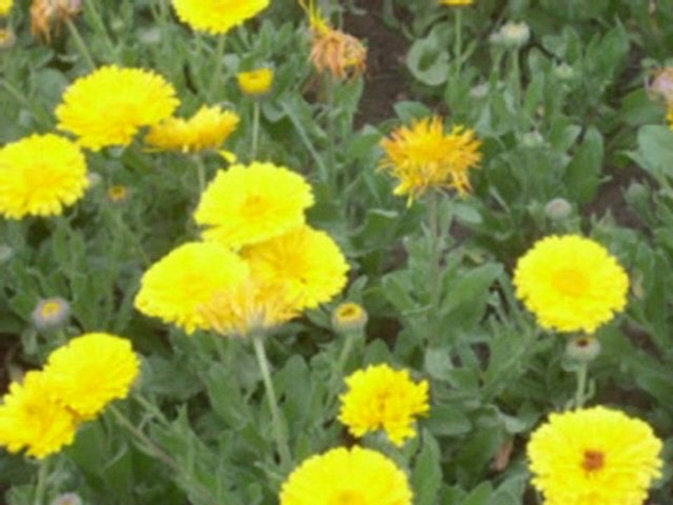 Hindi Christian Song on Sitar 'Bolo Jai' by Sanjeeb Sircar.