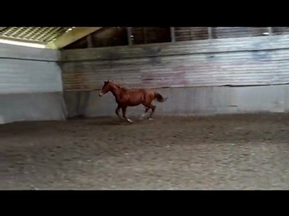 Volnay Palija, Kalaska de semilly x Qredo de Paulstra