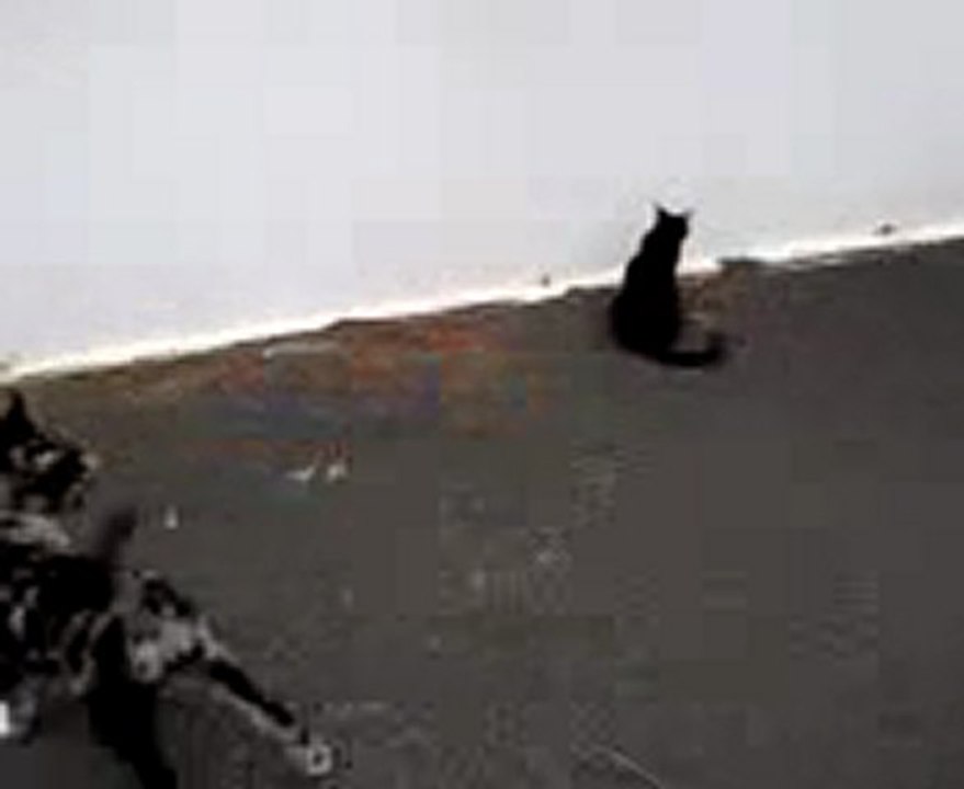 Enee troupeaute déjà le chat 2